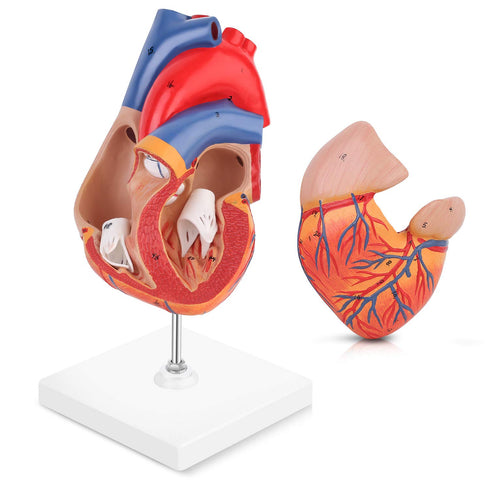 2-Part 48 LYOU Human Heart Model, Life Size Anatomically Accurate Numbered Heart Medical Model Shows Anatomical