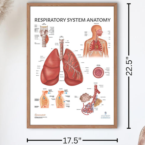Anatomy Lab Human Respiratory System Anatomy Poster, Laminated, 17.3 x 22.5 Inches, Educational Chart
