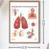 Anatomy Lab Human Respiratory System Anatomy Poster, Laminated, 17.3 x 22.5 Inches, Educational Chart