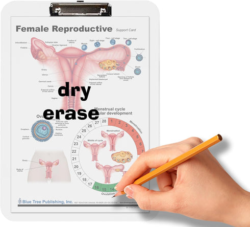 Blue Tree Publishing Female Reproductive Anatomy Educational Clipboard
