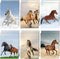 Horse Decorative File Folder Set, 2-Pocket Folder Set with 6 Designs, Laminated Folder for Teachers Students School
