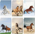 Horse Decorative File Folder Set, 2-Pocket Folder Set with 6 Designs, Laminated Folder for Teachers Students School