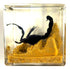 2" Real Black Scorpion in Crystal Clear Lucite Resin Diorama Paperweight for Biology Education & Display