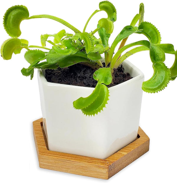 Store Venus Fly Trap Live Plant with White Ceramic Pot + Carnivorous Plant