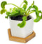 Store Venus Fly Trap Live Plant with White Ceramic Pot + Carnivorous Plant