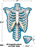 Teacher Created Resources - 77241 Human Skeleton Magnetic Accents, 33" x 10" x 9.1"