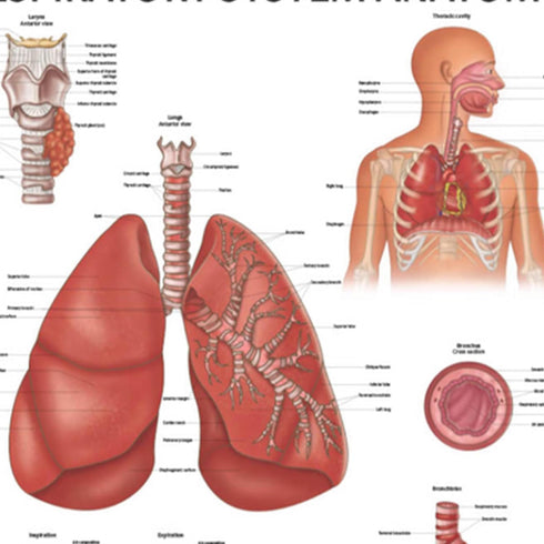 Anatomy Lab Human Respiratory System Anatomy Poster, LAMINATED, Anatomy and Physiology, 17.3 x 22.5 Inches, Body System Diagram, Anatomical Chart for Education, Detailed Human Respiratory System Poster, Anatomy Posters for Medical Students
