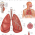 Anatomy Lab Human Respiratory System Anatomy Poster, LAMINATED, Anatomy and Physiology, 17.3 x 22.5 Inches, Body System Diagram, Anatomical Chart for Education, Detailed Human Respiratory System Poster, Anatomy Posters for Medical Students