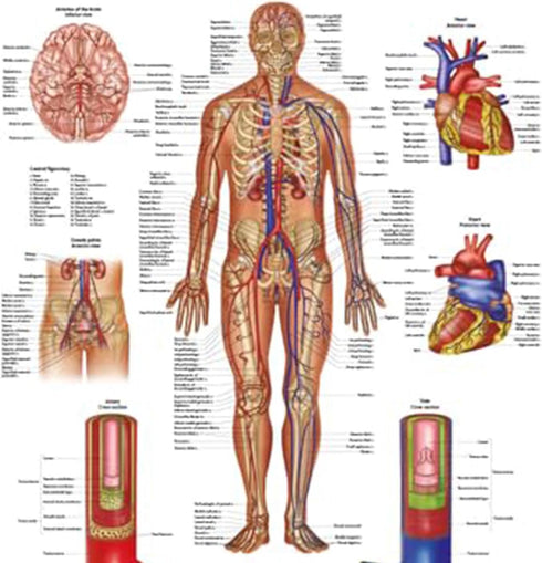Anatomy Lab Human Circulatory System Poster, Laminated, 17.3 x 22.5 Inches, Anatomy and Physiology Body System