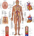 Anatomy Lab Human Circulatory System Poster, Laminated, 17.3 x 22.5 Inches, Anatomy and Physiology Body System