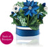 Poinsettia, 10 Inch 3D Freshcut Paper Pop Up Cards, Blue Life Sized Forever Flower Bouquet Popup Greeting Cards