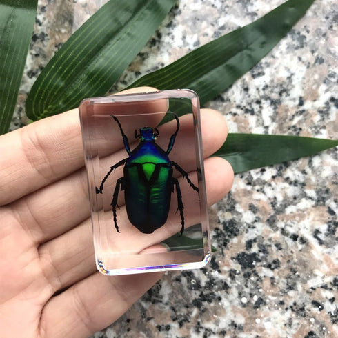 QTMY Insect in Resin Specimen Collection - Paperweight for Office Desk, Green Cockchafer Beetle