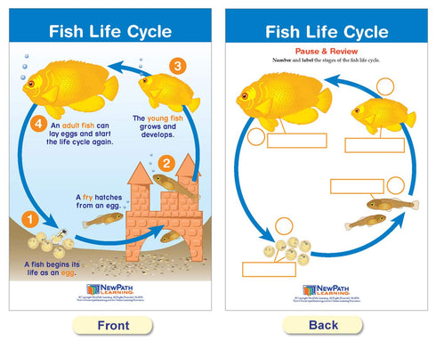 NewPath Learning Life Cycles Bulletin Board Charts, Set/8, Laminated, 12" x 18" (94-1504)