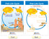 NewPath Learning Life Cycles Bulletin Board Charts, Set/8, Laminated, 12" x 18" (94-1504)