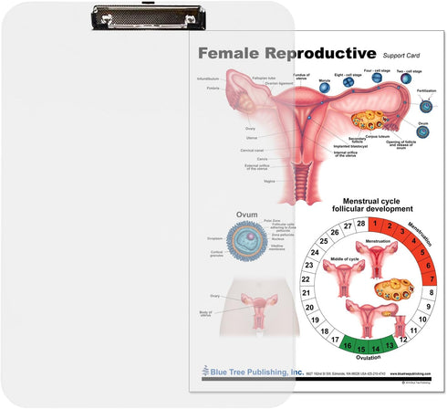 Blue Tree Publishing Female Reproductive Anatomy Educational Clipboard
