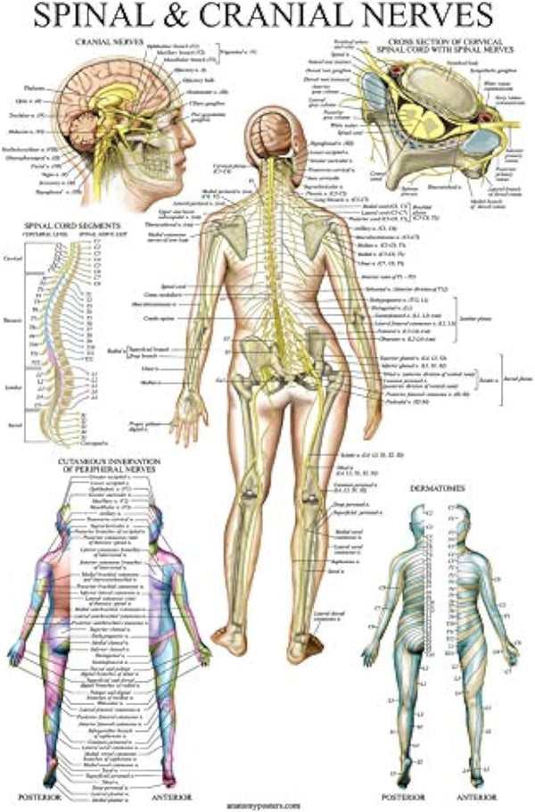 Palace Learning Spinal Nerves Anatomical Chart - Spine and Cranial Nervous System Anatomy Poster (LAMINATED, 18 x 24)