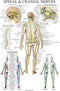 Palace Learning Spinal Nerves Anatomical Chart - Spine and Cranial Nervous System Anatomy Poster (LAMINATED, 18 x 24)