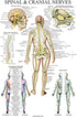 Palace Learning Spinal Nerves Anatomical Chart - Spine and Cranial Nervous System Anatomy Poster (LAMINATED, 18 x 24)