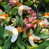 Solar Bee String Lights Outdoor, 50 LEDs Waterproof 8 Modes Honeybee Fairy Lights for Garden Decor