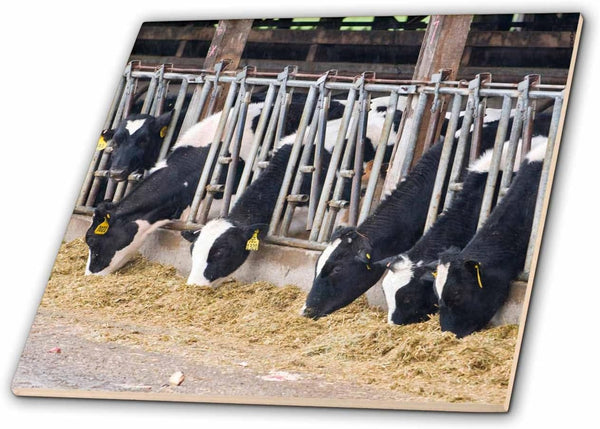 3dRose WA, Ebeys Landing Reserve, Whidbey Island Dairy Cows - US48 TDR0743