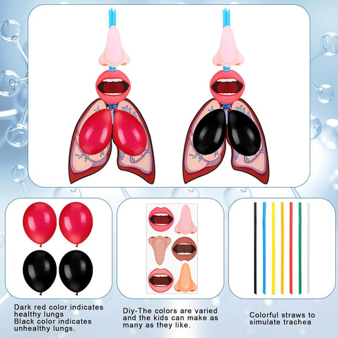 Libima 24 Sets Lung Model Respiratory System Model Toys Science Classroom Study Display Biologic Anatomy Doll and Human