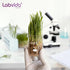 Upgrated 10ml Beaker Set, 12pcs Low Form Glass Beakers, 3.3 Boro with Printed Graduation
