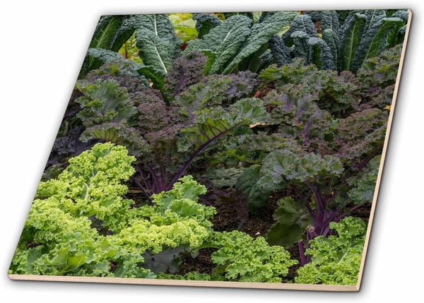 3dRose USA, Alaska. Kale in Organic Vegetable Garden. 12 Inch Ceramic Tile