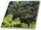 3dRose USA, Alaska. Kale in Organic Vegetable Garden. 12 Inch Ceramic Tile