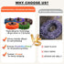 46 2 Inch 1/4" HOMO FABER PCS Quick Change Strip Discs Multi-Color Kit - Paint & Rust Removal Wheel for Die