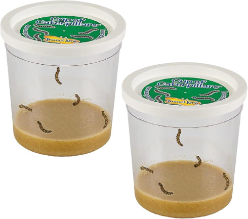 Insect Lore 2 Cups of Caterpillars Basic - 10 Live Baby Painted