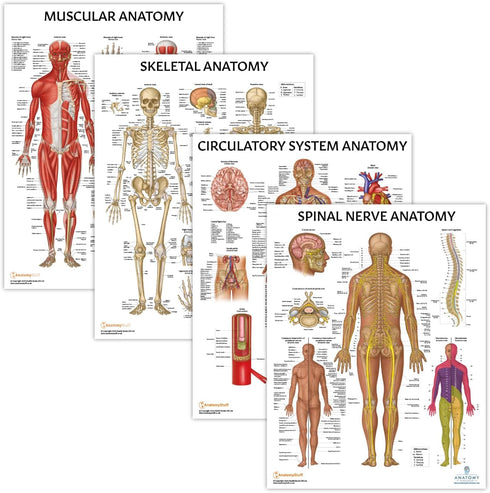 Anatomy Lab 4 PACK Muscular, Skeletal, Circulatory Systems and Spinal Nerves Human Anatomy Poster Set, Laminated