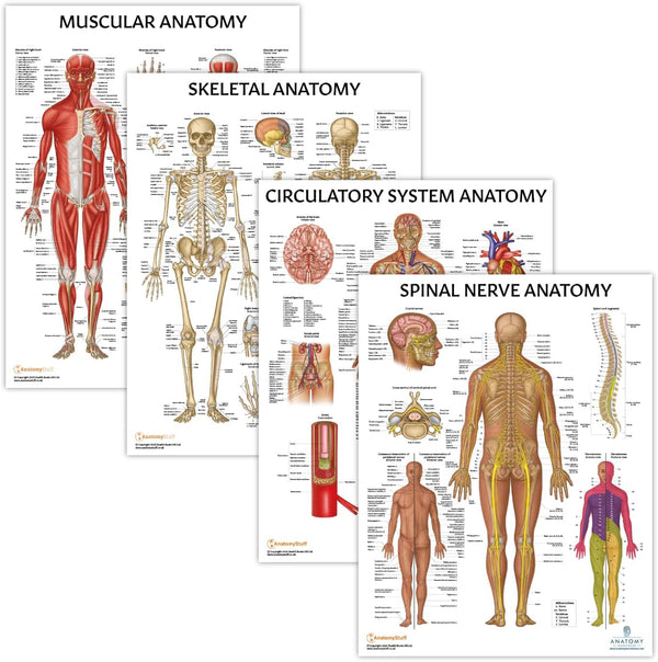 Anatomy Lab 4 PACK Muscular, Skeletal, Circulatory Systems and Spinal Nerves Human Anatomy Poster Set, Laminated