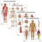 Anatomy Lab 4 PACK Muscular, Skeletal, Circulatory Systems and Spinal Nerves Human Anatomy Poster Set, Laminated