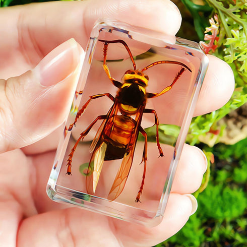 Aolowewin (4.3x1.7x1.1-inch) Extra Large Insect Specimens, Taxidermy Crab Beetles Cicada, Preserved Bug, Bugs Specimen