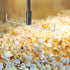 Angoily Popcorn Machine Stirring Rods, Popcorn Maker Mixer Whisks for Popcorn Machine Parts Accessories