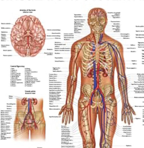 Anatomy Lab Human Circulatory System Poster, LAMINATED, Anatomy and Physiology Body System Poster, 17.3 x 22.5 Inches, Circulatory System Anatomy Poster, Body System Anatomy