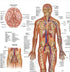 Anatomy Lab Human Circulatory System Poster, LAMINATED, Anatomy and Physiology Body System Poster, 17.3 x 22.5 Inches, Circulatory System Anatomy Poster, Body System Anatomy