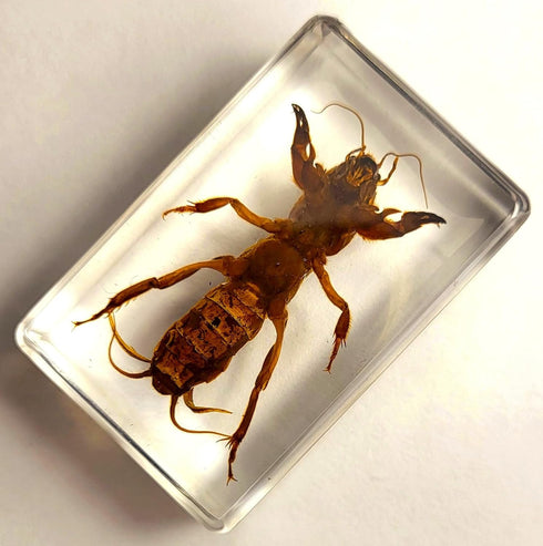44mm Real Mole Cricket in Crystal Clear Lucite Resin, Preserved Specimen for Biology Science Education