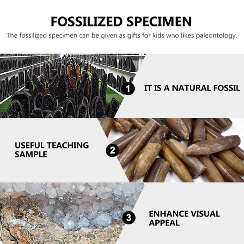 10pcs Paleontology Belemnite Specimen Science Ornament for Laboratory Supply