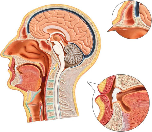 EVOTECH SCIENTIFIC Human Relief Median Section Head Model, Head and Brain Model, Medical Head Brain Neck Median Section