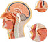 EVOTECH SCIENTIFIC Human Relief Median Section Head Model, Head and Brain Model, Medical Head Brain Neck Median Section