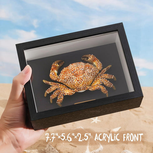 Liyoakyo 7.7 5.6 2.5 Real Crab Taxidermy Framed Preserved Specimen for Coastal Wall Decor, Beach Home Art
