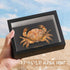 Liyoakyo 7.7 5.6 2.5 Real Crab Taxidermy Framed Preserved Specimen for Coastal Wall Decor, Beach Home Art