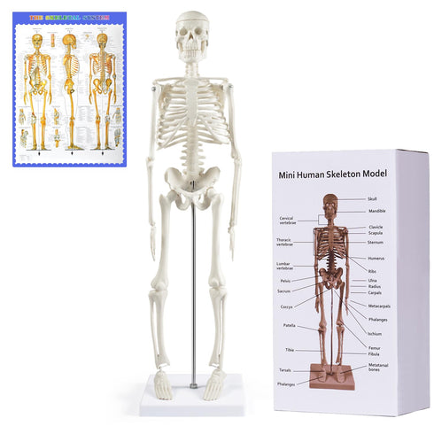NLShan Human Skeleton Model for Anatomy: Scientific Model with Movable Arms, Legs
