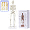 NLShan Human Skeleton Model for Anatomy: Scientific Model with Movable Arms, Legs