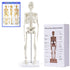 NLShan Human Skeleton Model for Anatomy: Scientific Model with Movable Arms, Legs