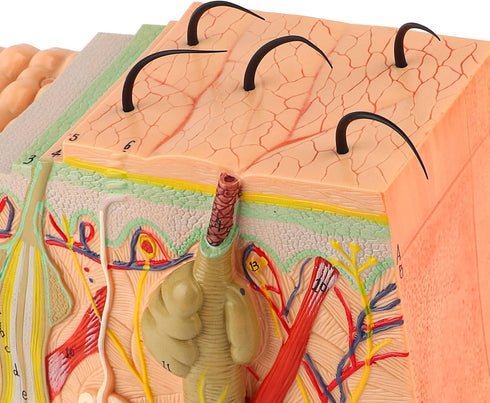 50X 3D Human Anatomical Skin Magnified Tissue Structure Model with Hair, PVC Material Enlarged for Biology Teaching