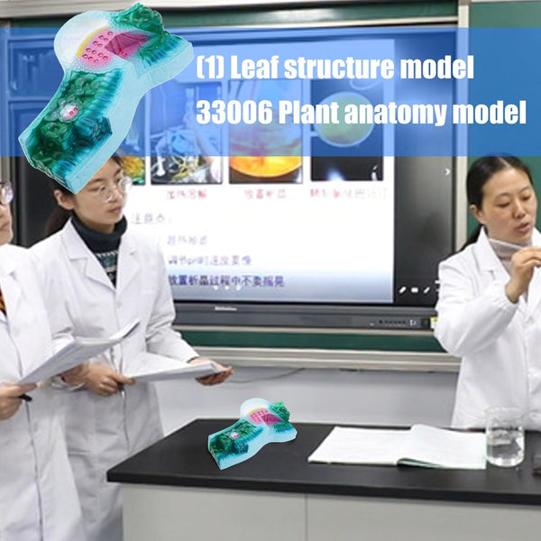 DLOULP Realistic PVC Plant Anatomy Model Detailed Biology Teaching Tool for Classroom & Science Lab Demonstrations