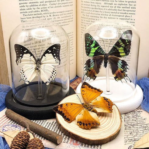 Real Dried Dead Butterflies, Natural Unmounted Butterfly Specimens for Art, DIY Decorations, Taxidermy (8 Pcs)