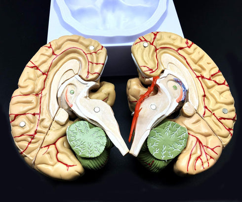 XINDAM Human Brain Model, Anatomically Accurate Brain Model Life Size Human Brain Anatomy for Science Classroom Study